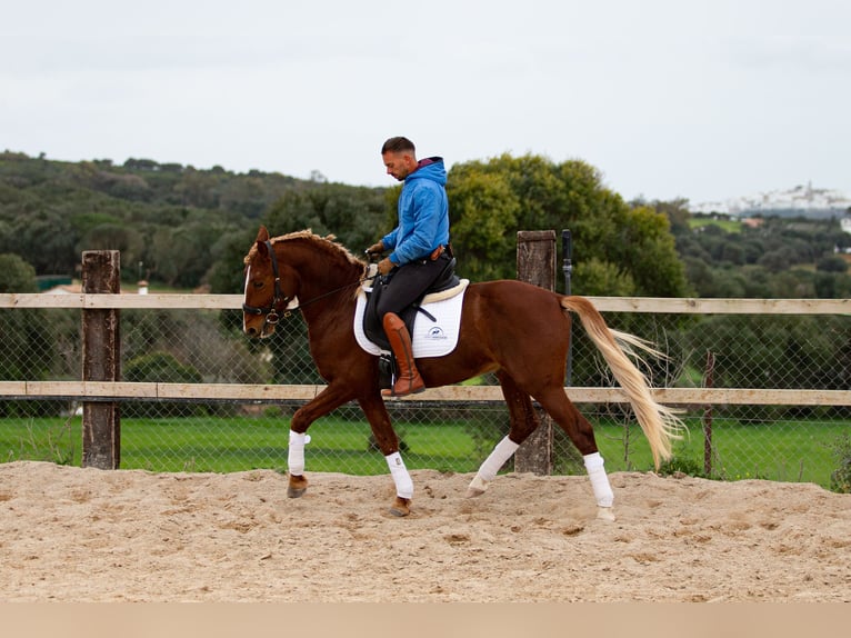 Lusitanos Caballo castrado 8 años 155 cm Alazán in Vejer de la Frontera