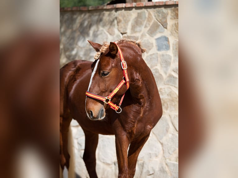 Lusitanos Caballo castrado 8 años 155 cm Alazán in Vejer de la Frontera