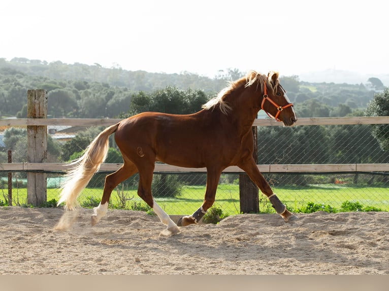 Lusitanos Caballo castrado 8 años 155 cm Alazán in Vejer de la Frontera