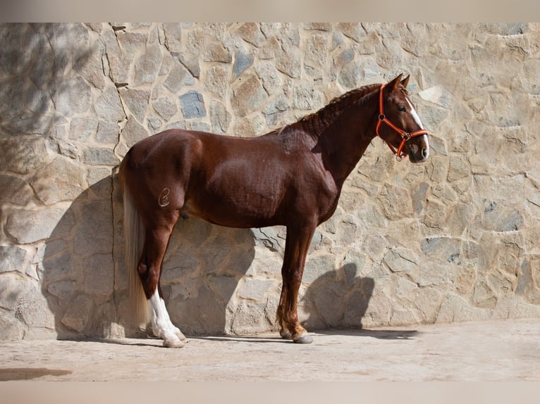 Lusitanos Caballo castrado 8 años 155 cm Alazán in Vejer de la Frontera