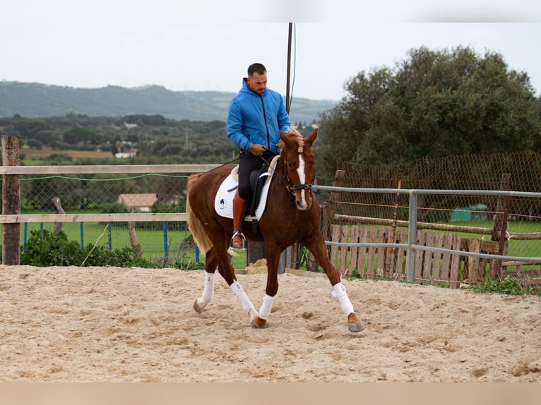 Lusitanos Caballo castrado 8 años 155 cm Alazán in Vejer de la Frontera