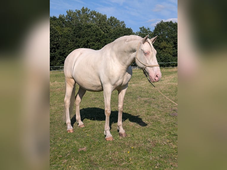 Lusitanos Mestizo Caballo castrado 8 años 155 cm Cremello in Hille
