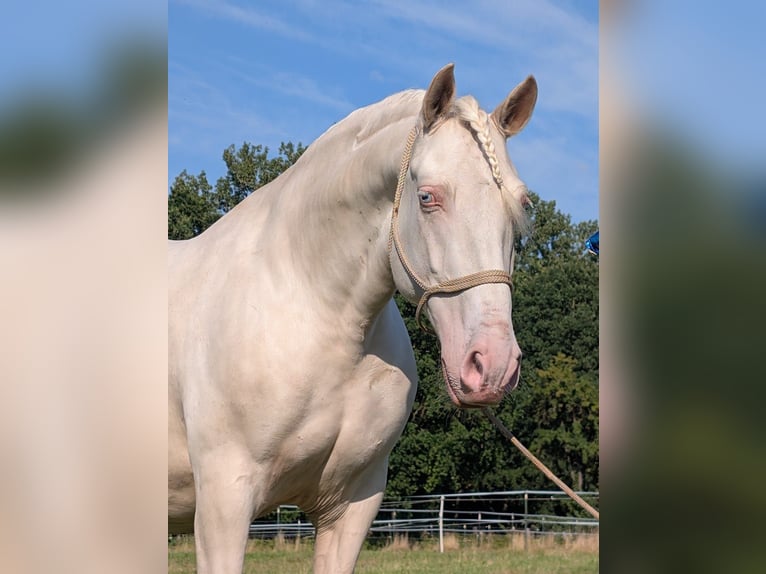 Lusitanos Mestizo Caballo castrado 8 años 155 cm Cremello in Hille