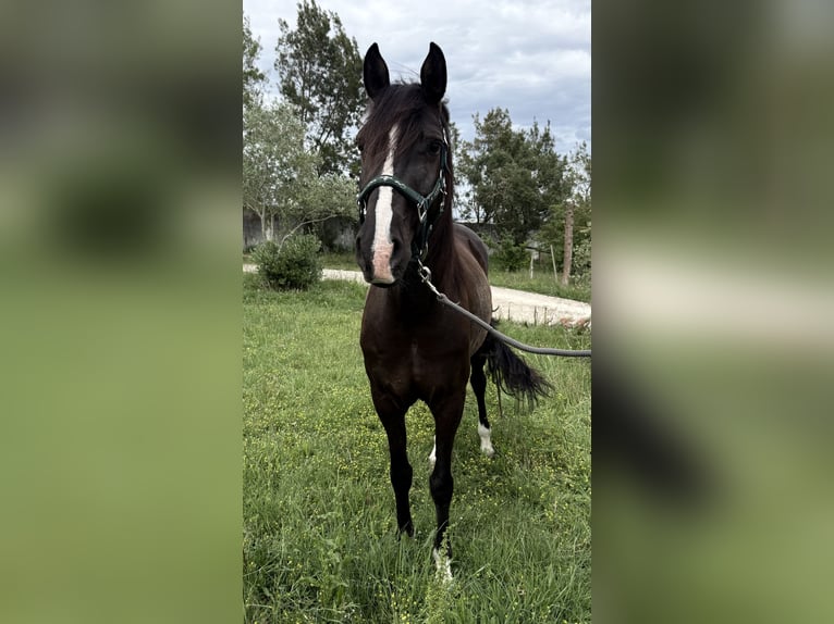 Lusitanos Caballo castrado 8 años 155 cm Negro in Casal do Ralha