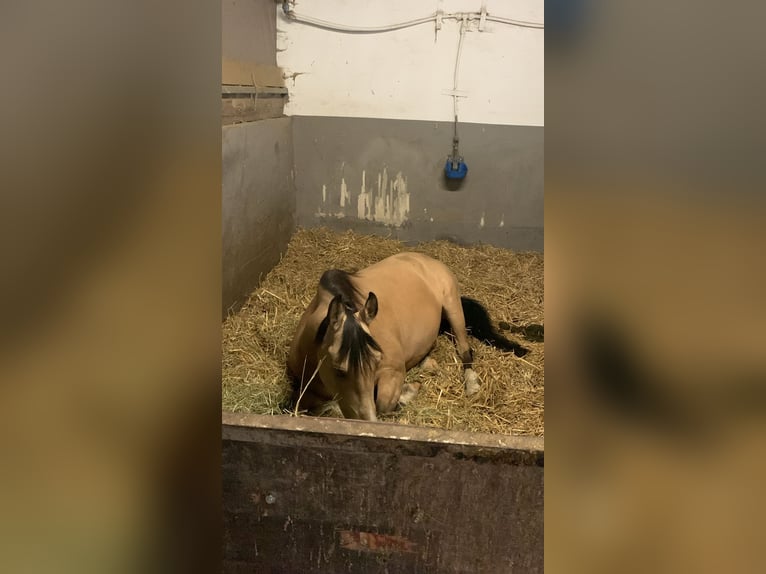 Lusitanos Mestizo Caballo castrado 8 años 157 cm Bayo in Erkelenz