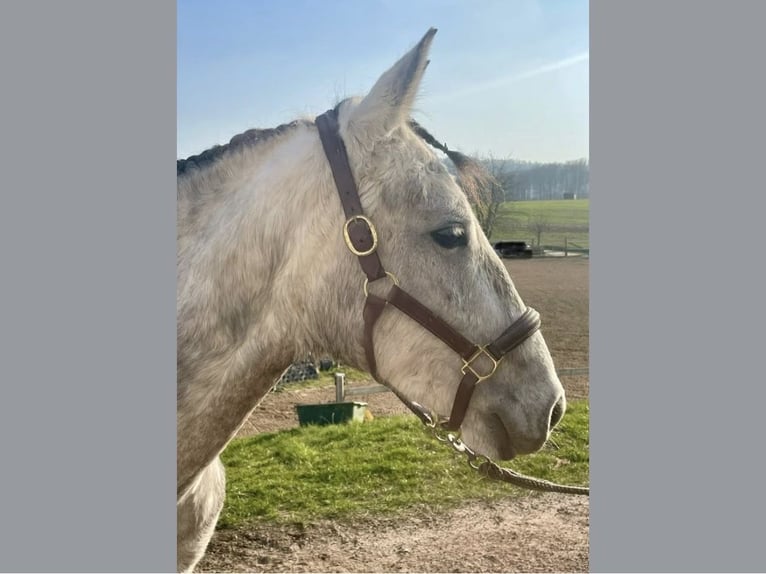 Lusitanos Mestizo Caballo castrado 8 años 157 cm Tordo in Reken