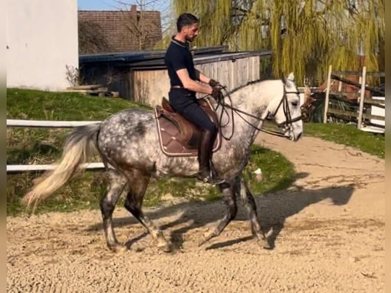 Lusitanos Mestizo Caballo castrado 8 años 157 cm Tordo in Reken