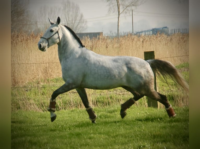 Lusitanos Mestizo Caballo castrado 8 años 158 cm Tordo in Bredene