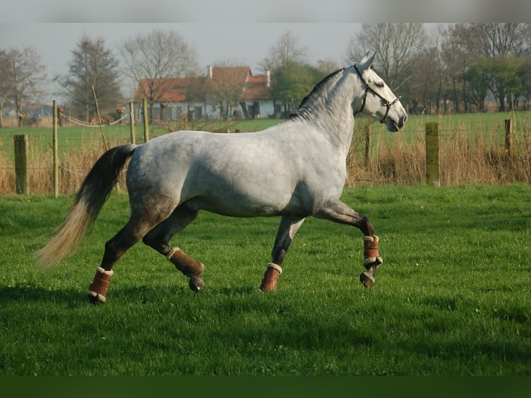 Lusitanos Mestizo Caballo castrado 8 años 158 cm Tordo in Bredene