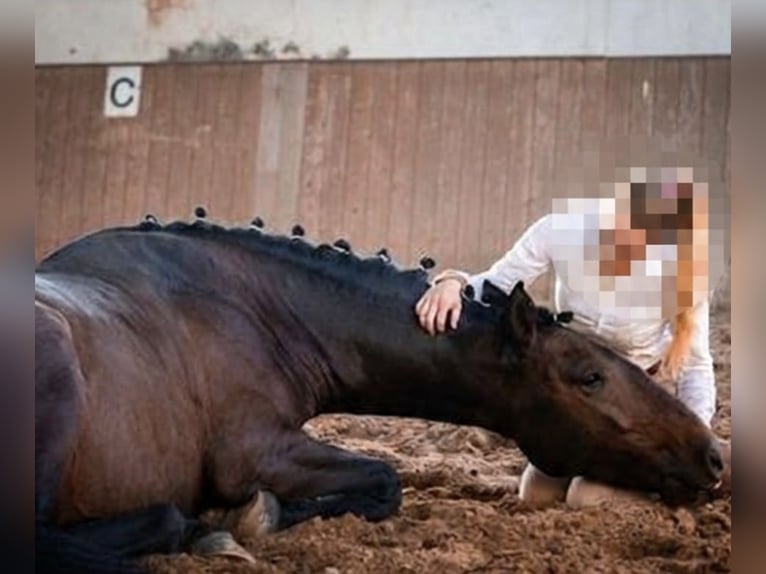 Lusitanos Caballo castrado 8 años 159 cm Castaño in Pyrbaum