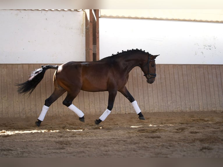 Lusitanos Caballo castrado 8 años 159 cm Castaño in Pyrbaum