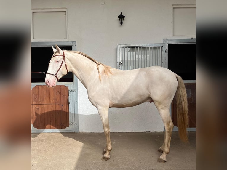 Lusitanos Caballo castrado 8 años 159 cm Perlino in Groß-Umstadt