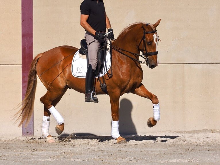 Lusitanos Caballo castrado 8 años 160 cm Alazán in Navas Del Madroño