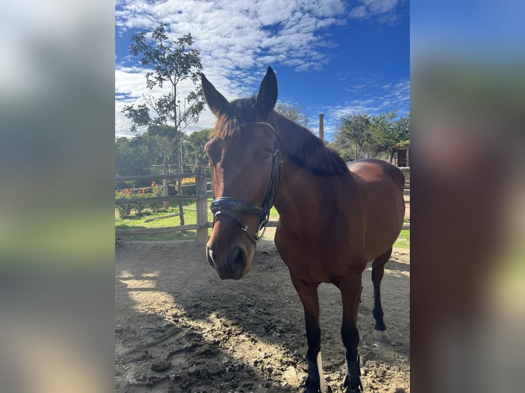 Lusitanos Mestizo Caballo castrado 8 años 160 cm Castaño in Reus