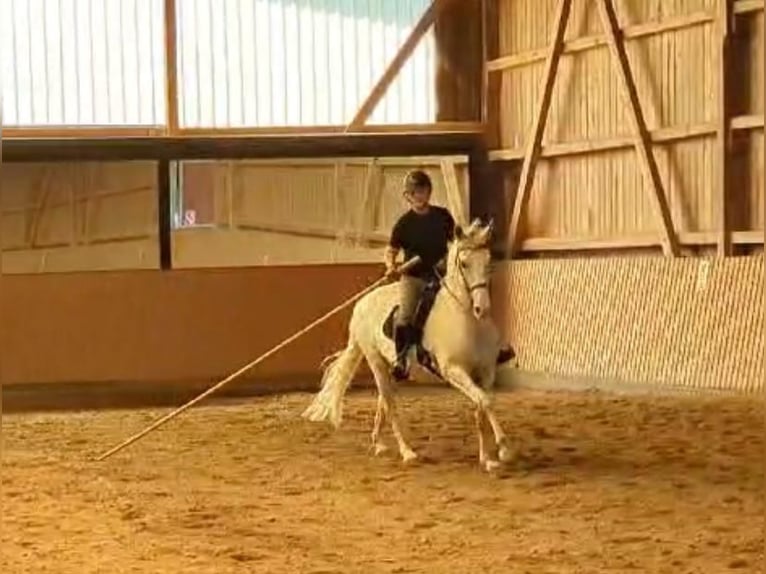 Lusitanos Mestizo Caballo castrado 8 años 160 cm Tordo in Wustrau