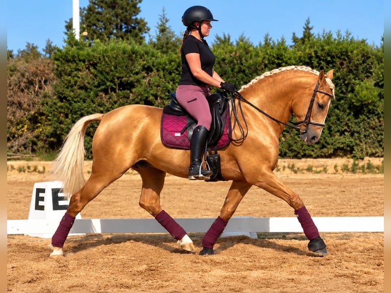 Lusitanos Caballo castrado 8 años 161 cm Palomino in Betera