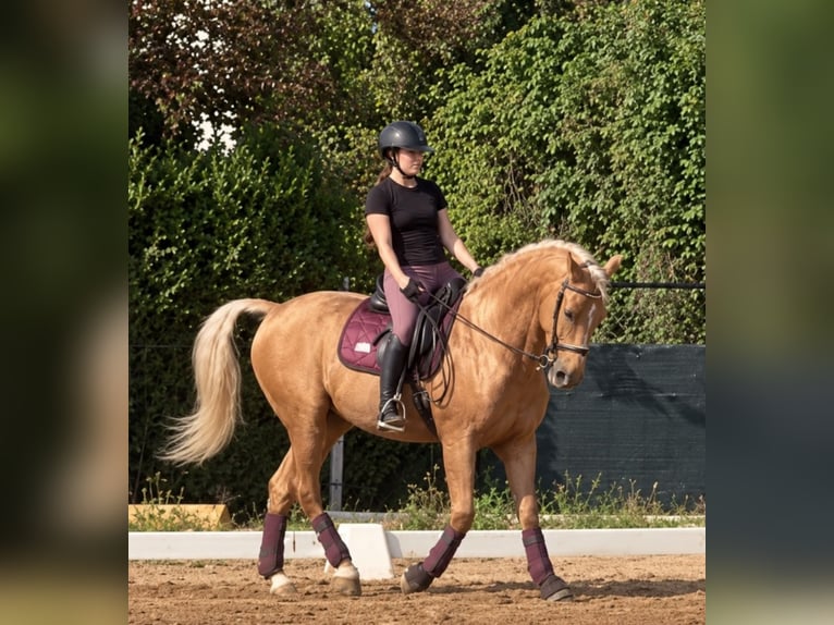 Lusitanos Caballo castrado 8 años 161 cm Palomino in Betera