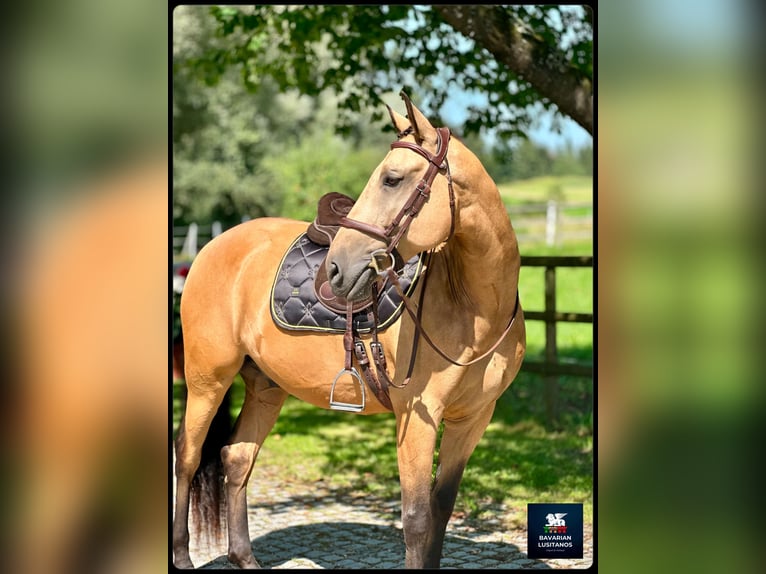 Lusitanos Caballo castrado 8 años 162 cm Bayo in Soyen