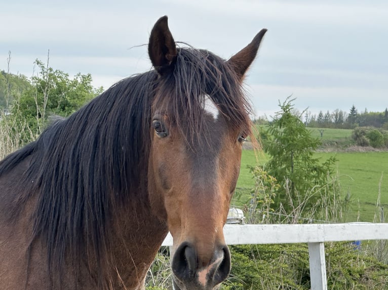 Lusitanos Caballo castrado 8 años 162 cm Castaño rojizo in Ricany