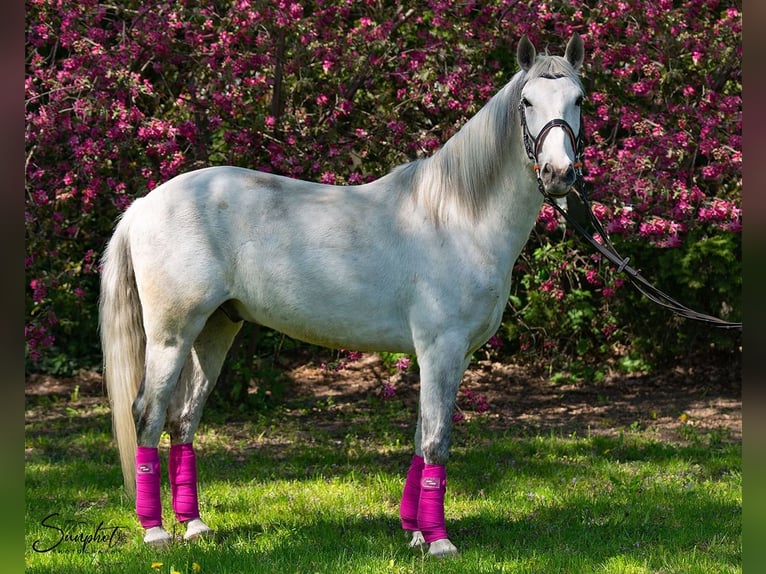 Lusitanos Mestizo Caballo castrado 8 años 162 cm Tordo in Legionowo