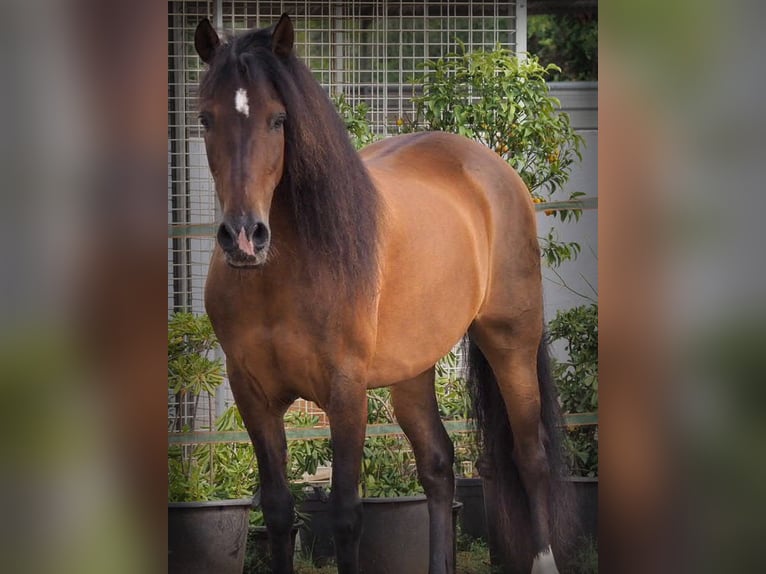 Lusitanos Mestizo Caballo castrado 8 años 162 cm Tordo in Legionowo