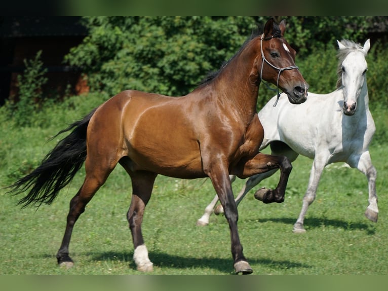 Lusitanos Mestizo Caballo castrado 8 años 162 cm Tordo in Legionowo