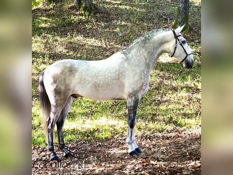 Lusitanos Caballo castrado 8 años 163 cm Tordo in Galicien