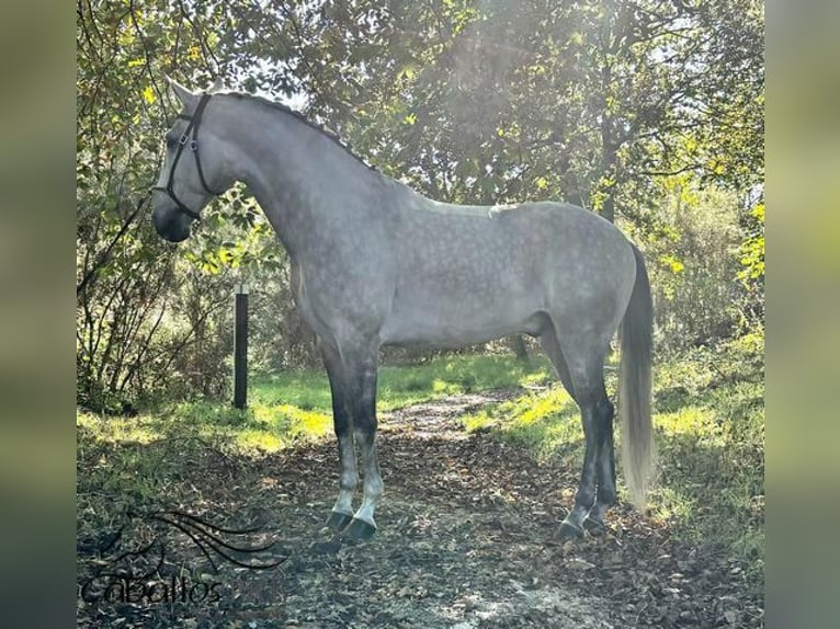 Lusitanos Caballo castrado 8 años 163 cm Tordo in Galicien