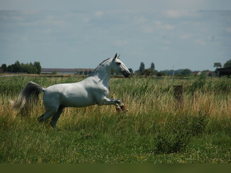 Lusitanos Caballo castrado 8 años 164 cm Tordo in Ruiselede