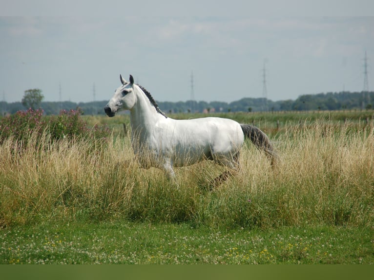 Lusitanos Caballo castrado 8 años 164 cm Tordo in Ruiselede