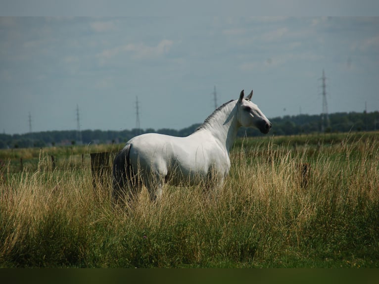 Lusitanos Caballo castrado 8 años 164 cm Tordo in Ruiselede