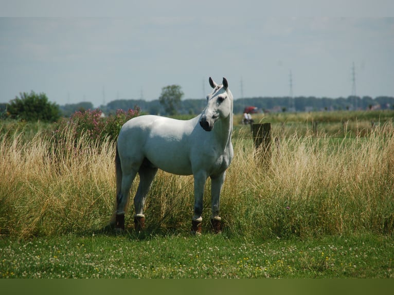 Lusitanos Caballo castrado 8 años 164 cm Tordo in Ruiselede