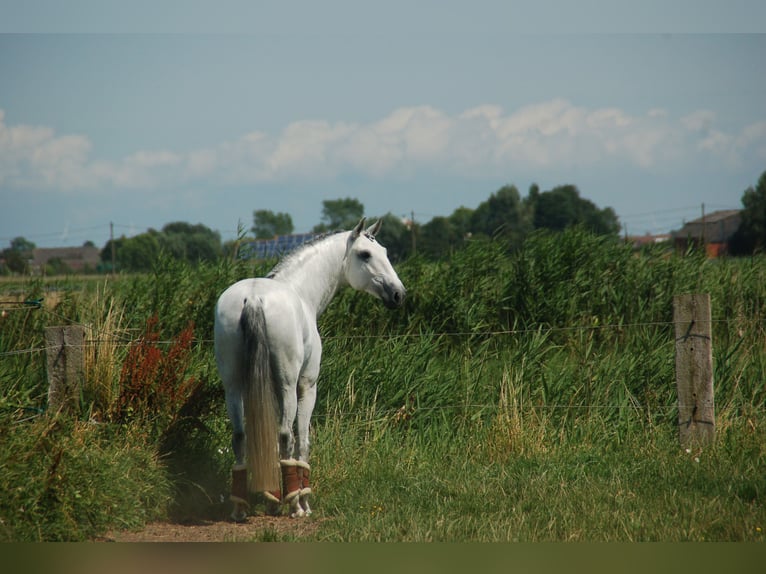 Lusitanos Caballo castrado 8 años 164 cm Tordo in Ruiselede