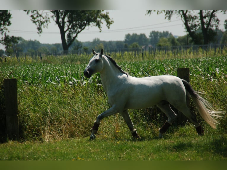 Lusitanos Caballo castrado 8 años 164 cm Tordo in Ruiselede