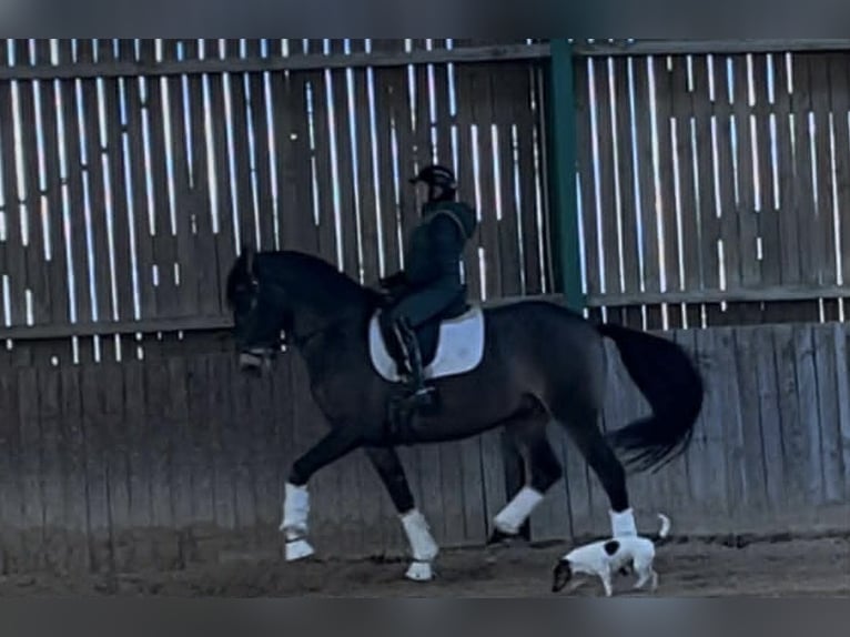 Lusitanos Caballo castrado 8 años 165 cm Bayo in L'Hopital Le Grand