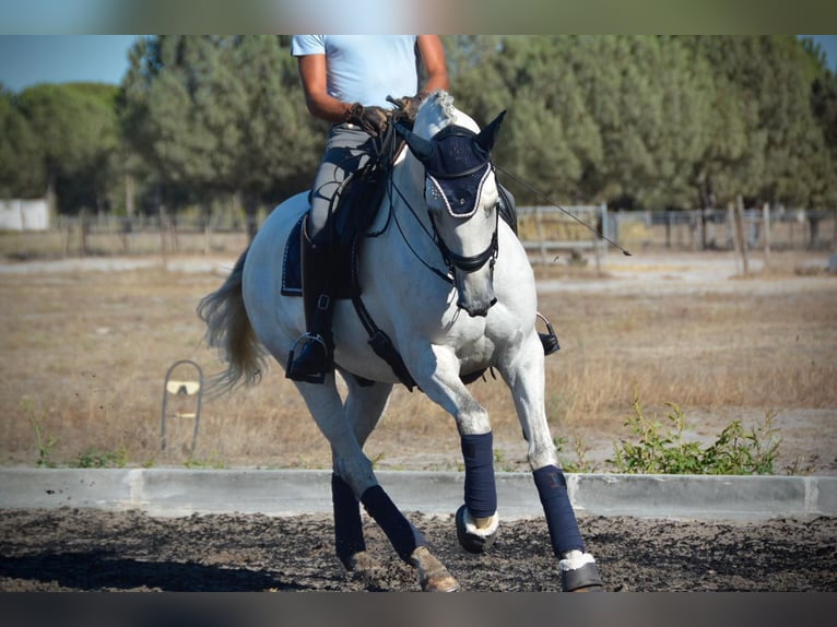 Lusitanos Caballo castrado 8 años 165 cm Tordo in Agua Derramada