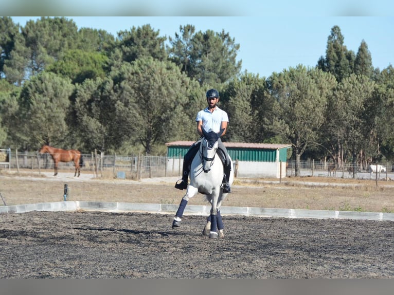 Lusitanos Caballo castrado 8 años 165 cm Tordo in Agua Derramada