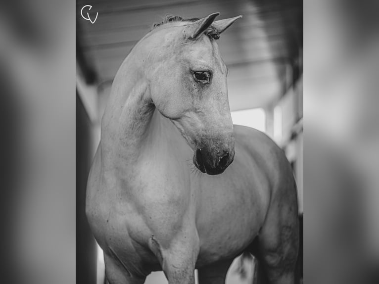 Lusitanos Caballo castrado 8 años 165 cm Tordo in Agua Derramada