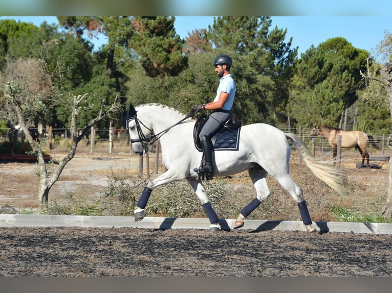 Lusitanos Caballo castrado 8 años 165 cm Tordo in Agua Derramada