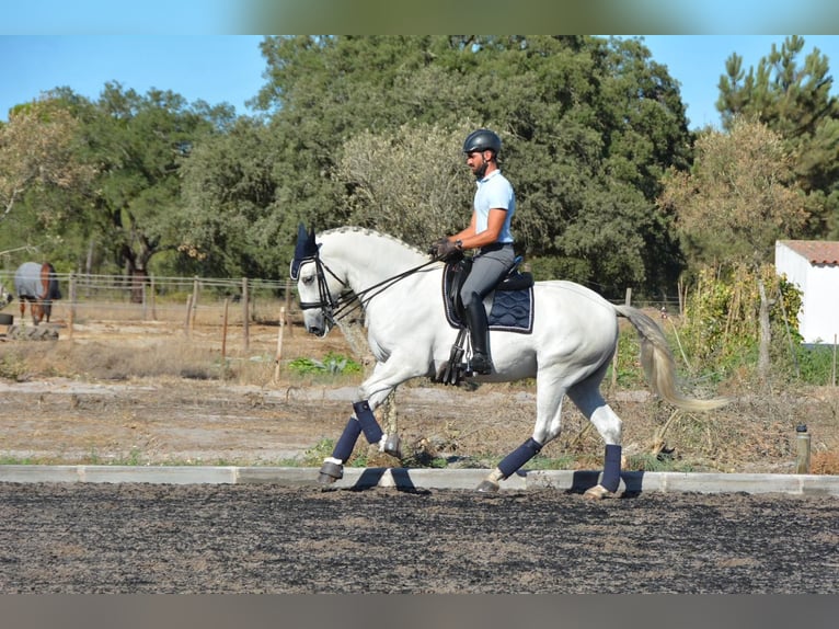 Lusitanos Caballo castrado 8 años 165 cm Tordo in Agua Derramada