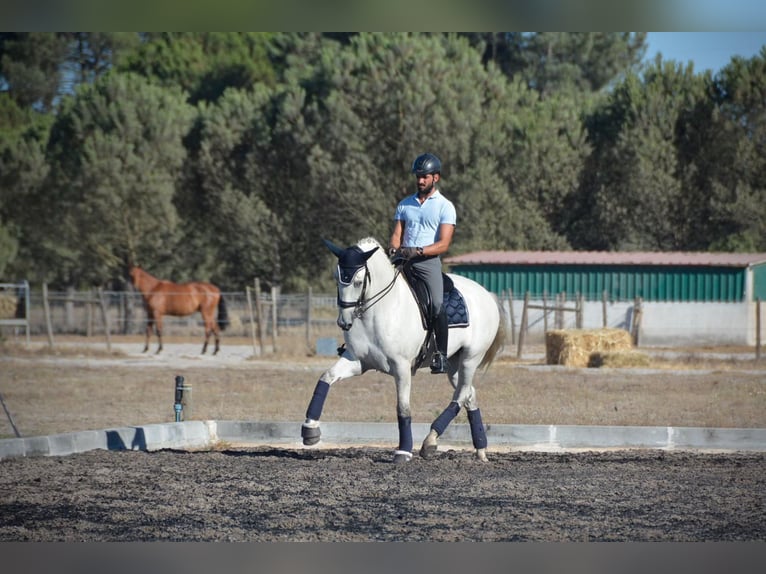 Lusitanos Caballo castrado 8 años 165 cm Tordo in Agua Derramada