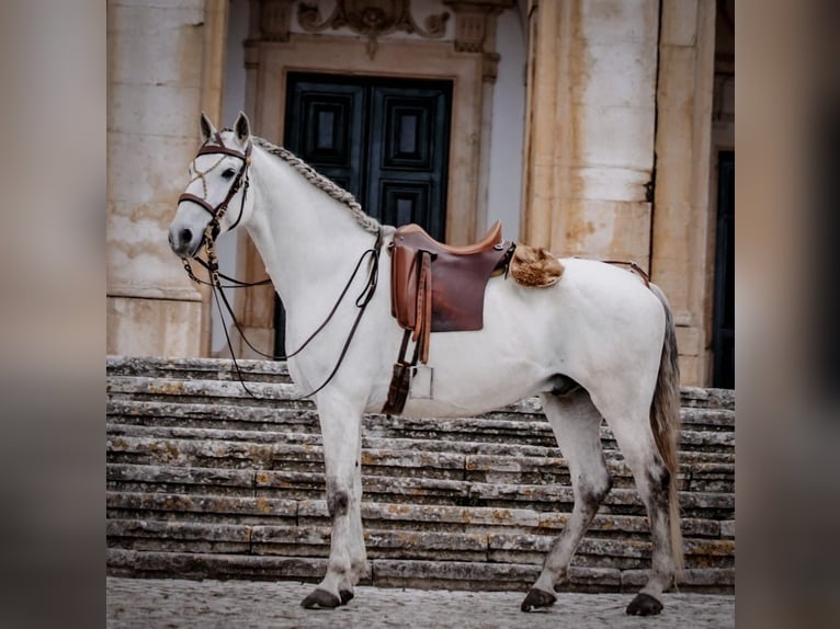 Lusitanos Caballo castrado 8 años 166 cm Tordo in Rio Major