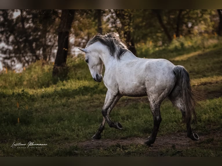 Lusitanos Caballo castrado 8 años 166 cm Tordo in Rio Major