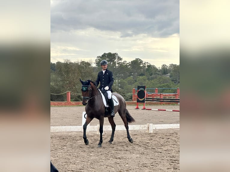 Lusitanos Mestizo Caballo castrado 8 años 167 cm Castaño in Barcelona