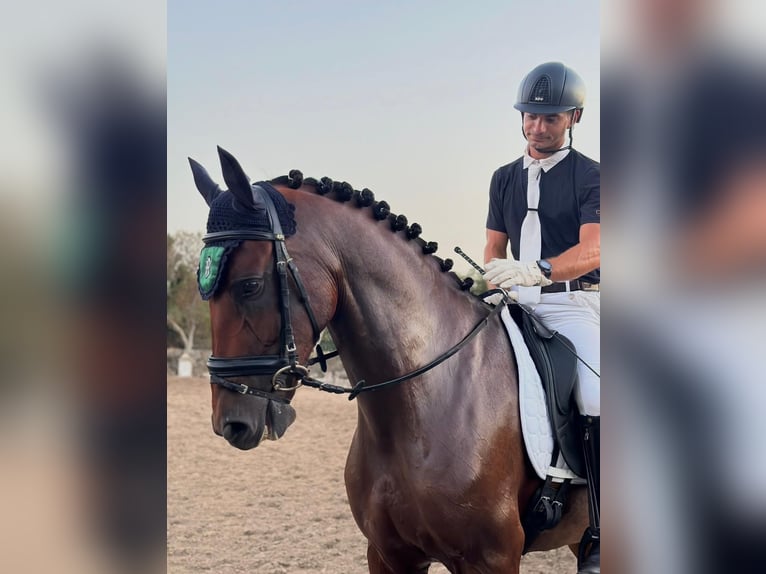Lusitanos Mestizo Caballo castrado 8 años 167 cm Castaño in Barcelona