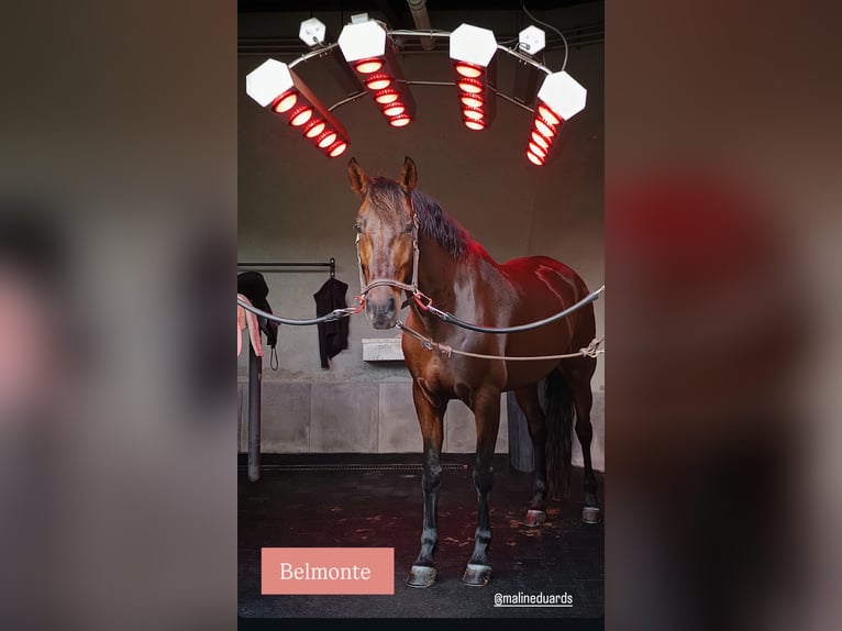 Lusitanos Mestizo Caballo castrado 8 años 167 cm Castaño in Barcelona