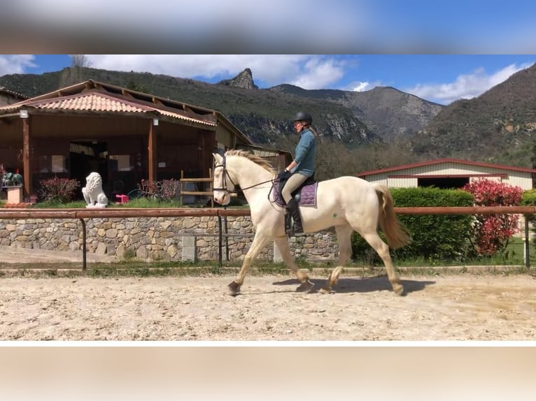 Lusitanos Mestizo Caballo castrado 8 años 167 cm Cremello in Sospel