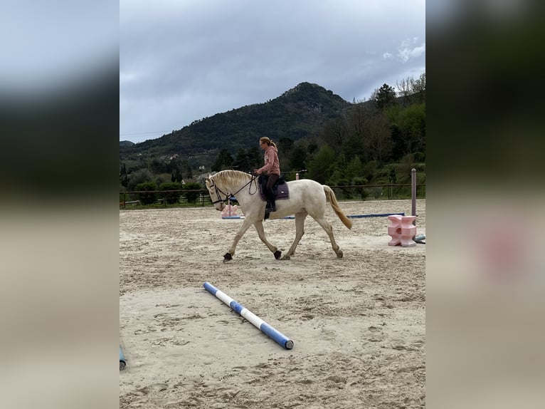 Lusitanos Mestizo Caballo castrado 8 años 167 cm Cremello in Sospel