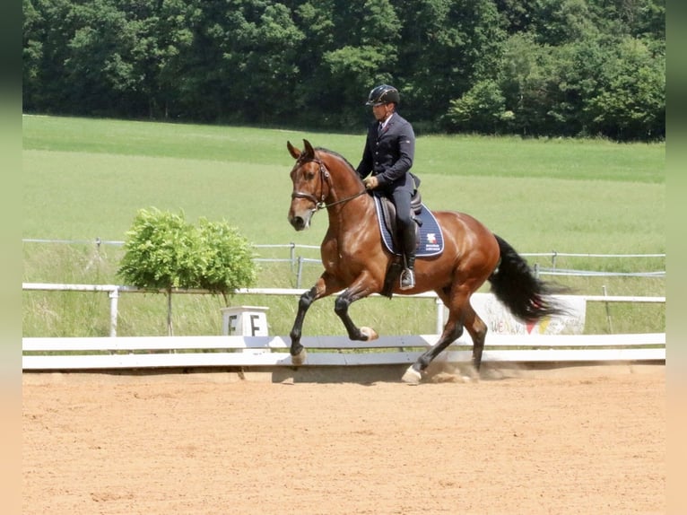 Lusitanos Caballo castrado 8 años 168 cm Castaño in Pfullingen