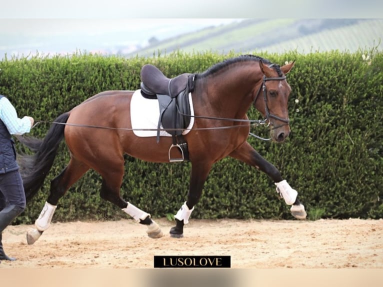 Lusitanos Caballo castrado 8 años 168 cm Castaño in Pfullingen